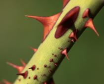 or-thorn-B.jpg