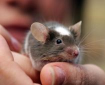 ou-mouse-B.jpg