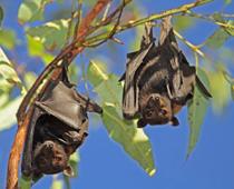 para-bat-B.jpg