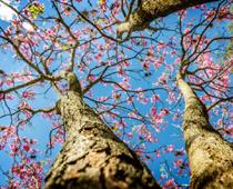 para-tree-B.jpg
