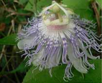 passionflower-B.jpg