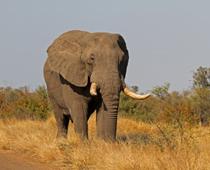 ph-elephant-B.jpg