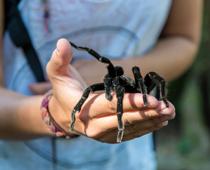 play-spider1-B.jpg