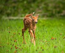 plural-2-deer-B.jpg