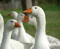 plural-2-goose-B.jpg