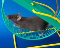plural-2-mouse-B.jpg