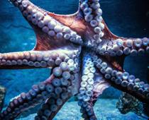 plural-2-octopus-B.jpg