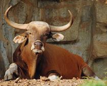 plural-2-ox-B.jpg