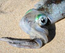 qu-squid-B.jpg