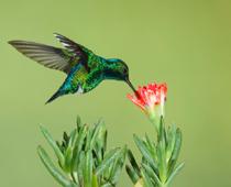review-1-bird-B.jpg