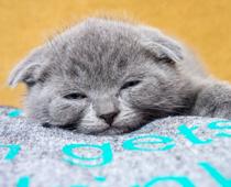 review-1-cat-B.jpg