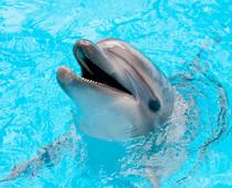 review-1-dolphin-B.jpg