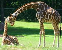 review-2-zoo-B.jpg