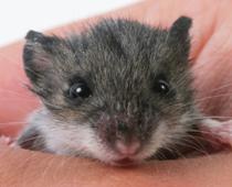 review-mouse-B.jpg