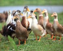 s-duck-B.jpg