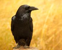 show-crow-B.jpg