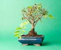 show-grow-B.jpg