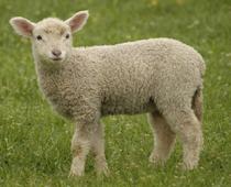silent-baa-B.jpg
