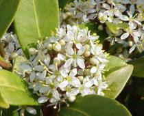 skimmia-japonica-1-B.jpg