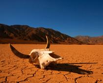ss-desert-B.jpg