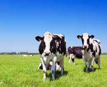 too-moo-B.jpg