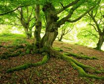 too-roots-B.jpg