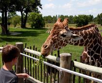 too-zoo-B.jpg