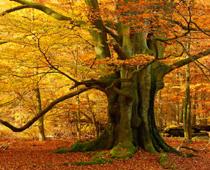 tr-tree-B.jpg