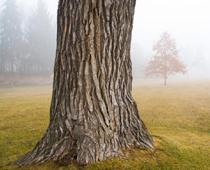 tr-trunk-B.jpg