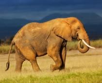 trick-1-elephant-B.jpg