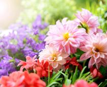 trick-2-flower-B.jpg