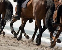 trick-3-horse-B.jpg