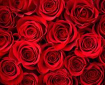 trick-3-rose-B.jpg