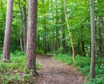 trick-4-forest-B.jpg