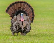 trick-5-turkey-B.jpg