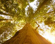 twitch-tree1-B.jpg