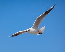 ul-seagull-B.jpg