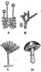unit-1_ch-4_que_no-160_img_no1.png