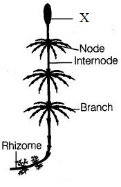 unit-1_ch-6_que_no-328_img_no1.png