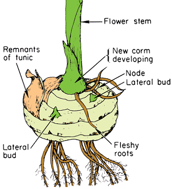 unit-2_ch-2_qn-131Exp_img_no1.png
