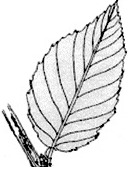 unit-2_ch-3_que_no-62_img_no1.png