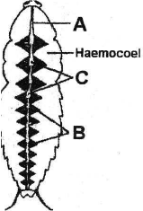 unit-2_ch-6_que_no-49_img_no1.png