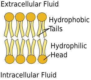 unit-3_ch-1_qn-249Exp_img_no1.png