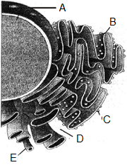 unit-3_ch-2_que_no-29_img_no1.png