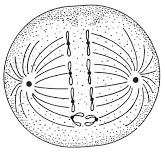 unit-5_ch-9_qn-223Exp_img_no1.png