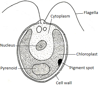 unit-6_ch-2_qn-26Exp_img_no1.png