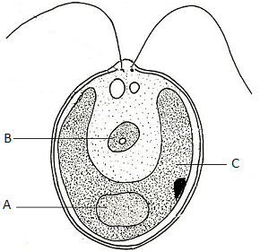 unit-6_ch-2_que_no-26_img_no1.png