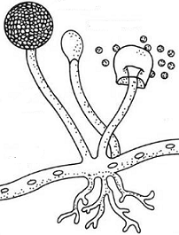 unit-6_ch-2_que_no-66_img_no1.png