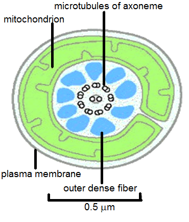 unit-6_ch-5_qn-22Exp_img_no1.png