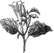 unit-8_ch-1_que_no-496_img_no1.png
